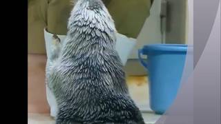 lets clap for him a funny one dog videos