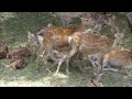 奈良公園鹿苑の子鹿公開