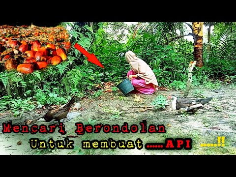 AKTIVITAS KU HARI INI || MENGAMBIL BIJI BUAH SAWIT UNTUK BAHAN BAKAR || DI LANJUT MEMASAK