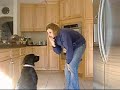 Black Lab Tricks