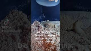 Bearded Dragon Digging To Lay Eggs