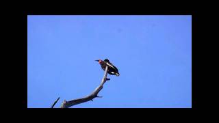 Ground Hornbill Calling At Jao.wmv