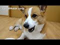 Goro eats vegetable chips. / ?????????????? 20140724 Goro@Welsh corgi ????