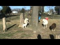 2012 Lambs Part7.MPG