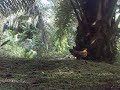 image Ayam Hutan Pikat Betina 5