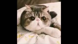 En Tatli Kedi̇ Vi̇deolari