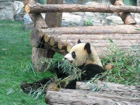 北京動物園の出張パンダさんたち　その２