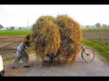 Download Talib Hussain Dard نی سہیلیو ہائے مانہہ دسو ہا MP3 song and Music Video