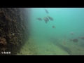 小島漁港　大阪　釣り場の水中映像