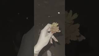 Haan Aksa Sa Tham Hi A