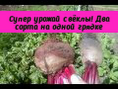 Подкормка плодовых кустарников весной Семена Бонсай - Сад / огород