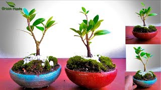 How to Start Bonsai from Nursery Plant | Creating Bonsai from Nursery Stock |//GREEN PLANTS