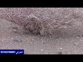 سحابه كلها برد تعال هنا شوف امر الله سبحانه
