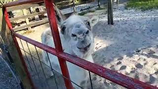 LaPorte Farms LIVE | 1-22-2020