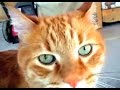 Download How to know if your cat loves you in 5 signs How to know if your cat loves you in 5 signs