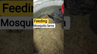 Feeding Mosquito Larva To Fish .