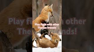 Tips For Fox Therians Highly Requested