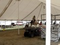 Camel images Camel