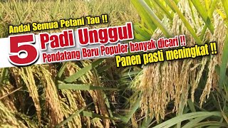 5 Benih Padi Unggul, Pendatang Baru Populer Banyak Dicari Panen Pasti Meningkat