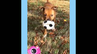 Nala Ma Staffie, 3 Mois 25 Jours, 01102018