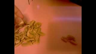 Одинокие Семечки Помело The Lonely Pomelo Seeds.avi