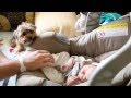 Dog meets baby for the first time