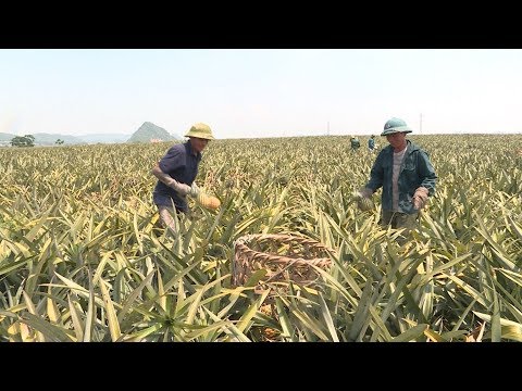Làm gì để kinh tế Việt Nam phát triển bền vững