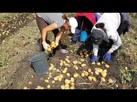 Хризантемы сорт антон Хризантемы сорт антон