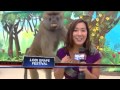 Rock of Ages baboon gropes breast of TV reporter Sabrina Rodriguez live on air