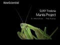 Female praying mantis eats her lover during sex