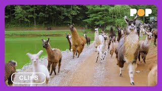 Llama's On The Loose | Llama Nation | Watch Now On @Thisisdocpop