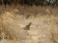Gray Fox Near Eucalyptus Grove 8 21 2011