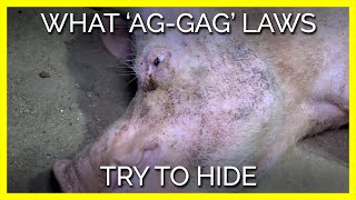 What 'Ag-Gag' Laws Try to Hide