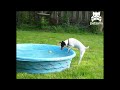 Careful canine reaches for ball