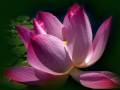 Lotus Blossom ~ a sacred love song... - July Flowers ecards - Events Greeting Cards