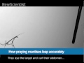 Watch a praying mantis perform acrobatic jumps
