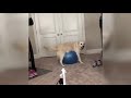π€£ Funniest πΆ Dogs and π» Cats - Awesome Funny Pet Animals' Life Videos π