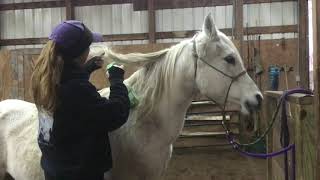 How to brush your horse's mane and tail