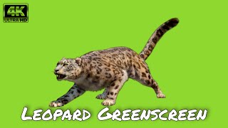 Leopard Green Screen 4K Hd Chroma 3D Hd Video Footage Vfxman Part 1