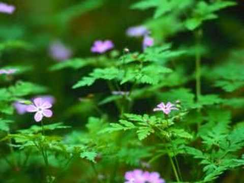 SCORPIONS: Miracle