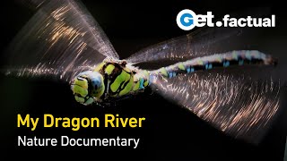 My Dragon River - Germanys Dragonflies Full Nature Doentary