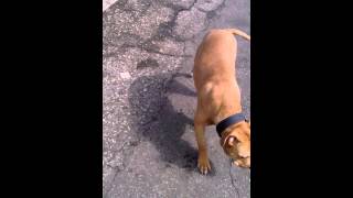6 Month Old Colby Pit Bull Puppy Playing
