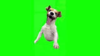 Green Screen Laughing Dog Meme