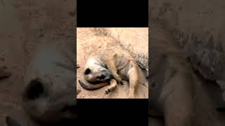 Cute Animals Videos