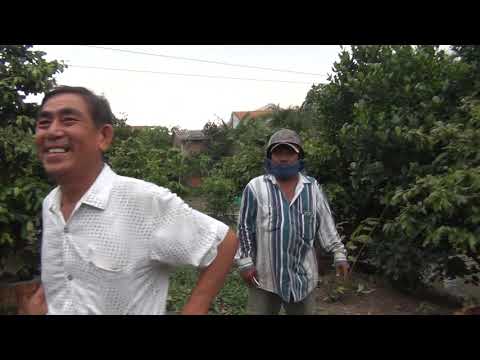 BÁN MAI TẠI VƯỜN THẠNH HÓA - LONG AN LIÊN HỆ : 0937356052