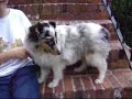 BluemerleSheltie