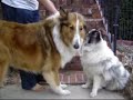 BluemerleSheltie