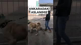 Yavru İken Ankaraya Vermi̇ş Olduğumuz Aslan