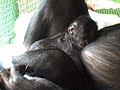 Meet Teco - Great Ape Trust's Baby Bonobo