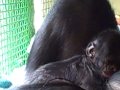 Meet Teco - Great Ape Trust's Baby Bonobo